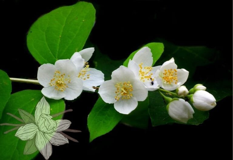 fiori di gelsomino per tè al gelsomino