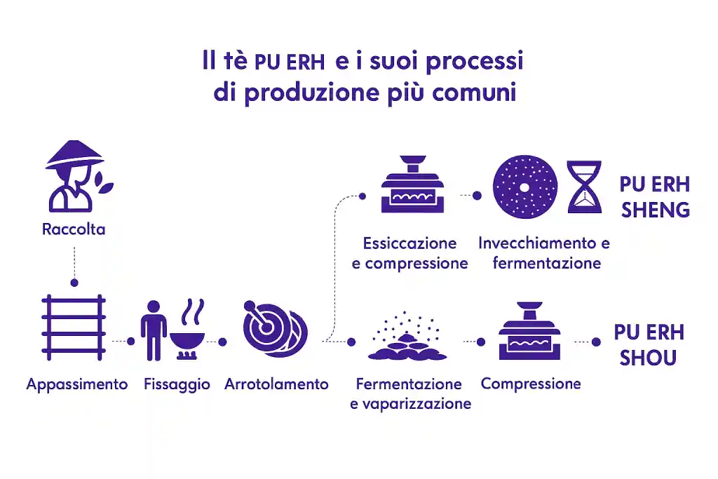 Processo di produzione del tè Pu-erh: raccolta, appassimento, fissaggio, arrotolamento. Poi distinzione fra Pu-erh Sheng (essicazione, compressione e invecchiamento) e Shou (fermentazione, vaporizzazione, compressione)