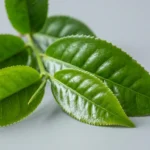 Foglie di Camellia sinensis in primo piano: verde lucido, ovate, con il caratteristico margine seghettato