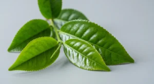 Foglie di Camellia sinensis in primo piano: verde lucido, ovate, con il caratteristico margine seghettato